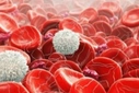 Hemogram Wbc Nedir? Hemogram Wbc Nedir?